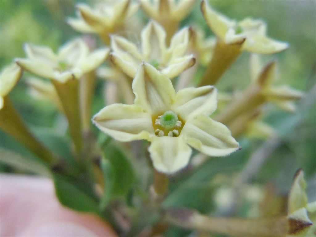 Cestrum parqui / Cestro